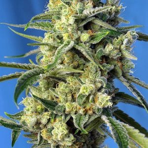 Sweet Amnesia Haze