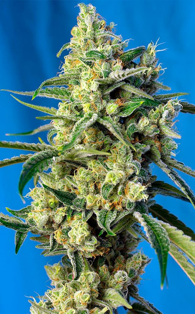 Sweet Amnesia Haze