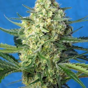 Jack 47 XL Auto