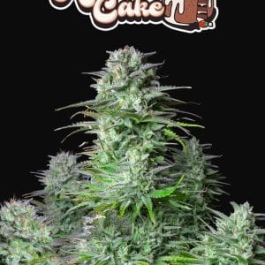 Kosher Cake Auto 420 FAST BUDS