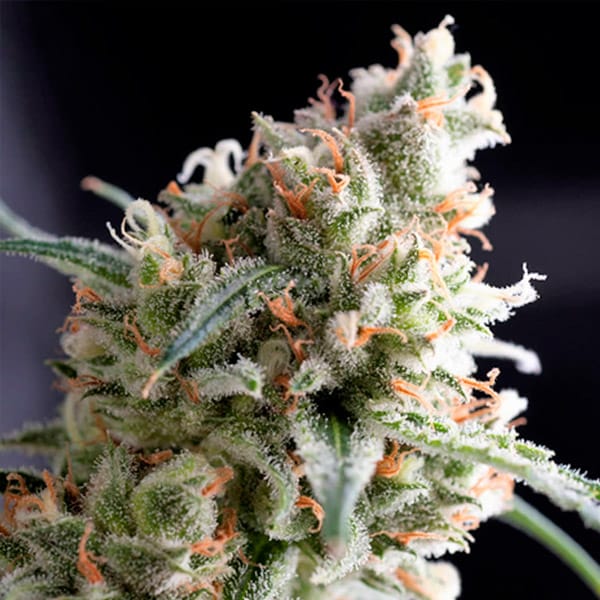Lemon Larry OG - Imagen 2