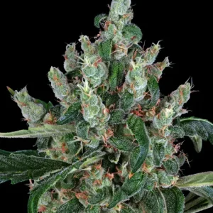 LAUGHING BUDDHA STRAIN