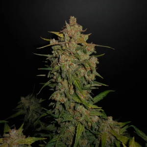 Lemon AK 420 FAST BUDS