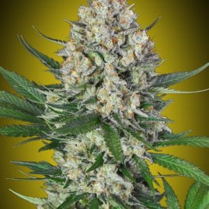 Lemon OG