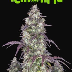 Lemon Pie Auto Limón exuberante. 420 FAST BUDS