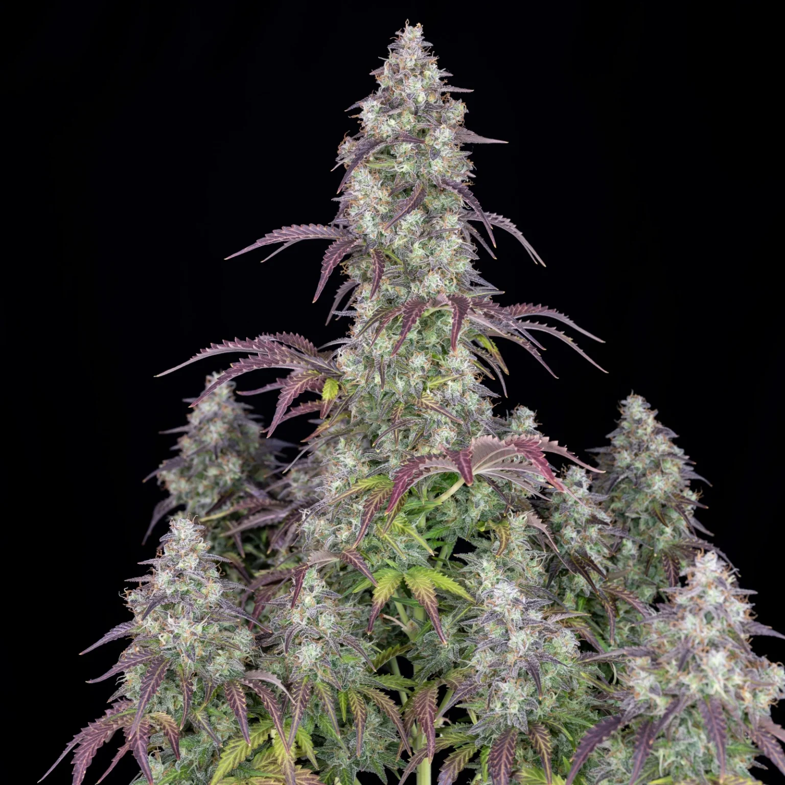 Lemon Pie Auto Limón exuberante. 420 FAST BUDS - Imagen 3