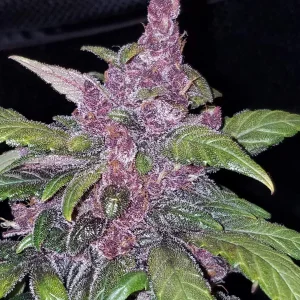 LSD-25 Auto El lado psicodélico de la vida. 420 Fast Buds