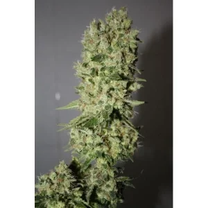 BCN Sour Diesel