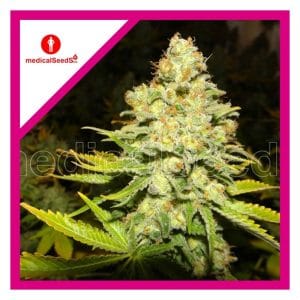 White Widow