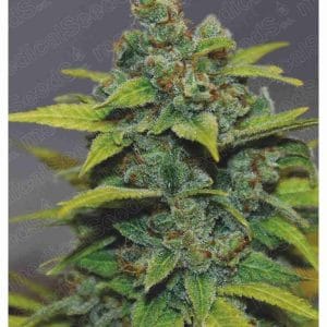 Banana Zkittlez