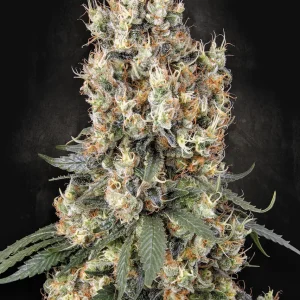 Mendocino Skunk