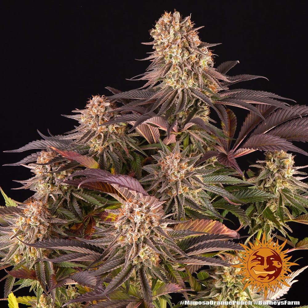 MIMOSA X ORANGE PUNCH STRAIN - Imagen 2