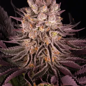 MIMOSA X ORANGE PUNCH STRAIN
