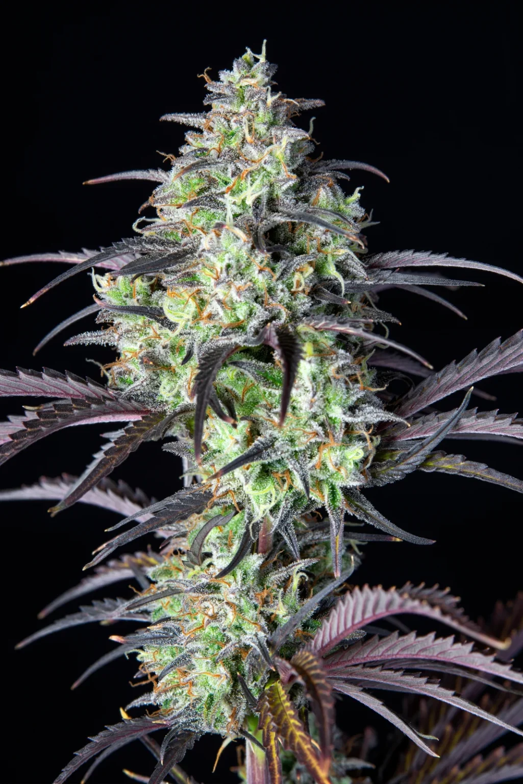 Mimosa cake 420 FAST BUDS - Imagen 2