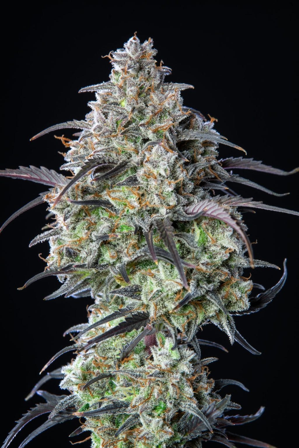 Mimosa cake 420 FAST BUDS - Imagen 3