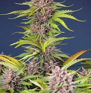 Mimosa Bruce Banner XL Auto