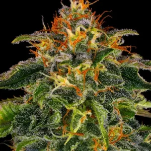 MOBY DICK STRAIN