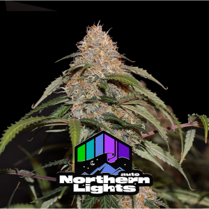 Northern Lights Auto 420 FAST BUDS