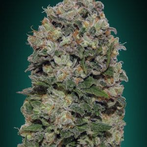 Northern Lights