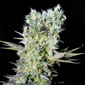 NORTHERN LIGHTS X GENEHTIK