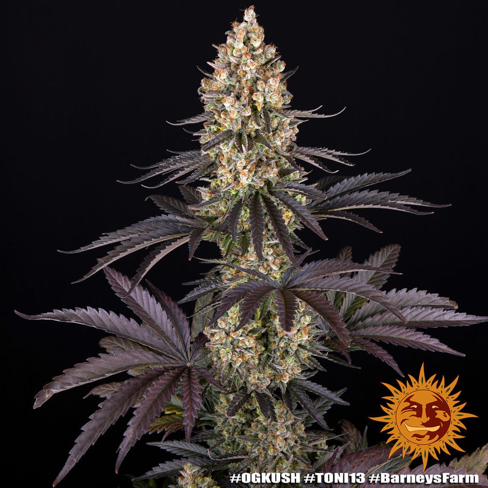 OG KUSH STRAIN - Imagen 3