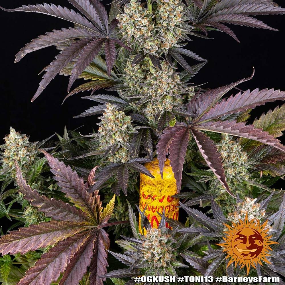 OG KUSH STRAIN - Imagen 2