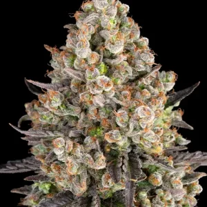 OG KUSH STRAIN