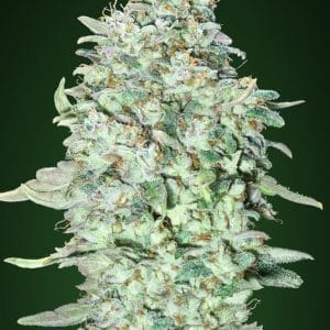 OG Kush S.F.V. ADVANCED SEEDS