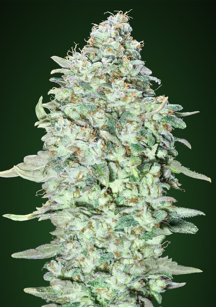 OG Kush S.F.V. ADVANCED SEEDS
