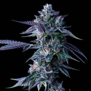 Chocolope DNA