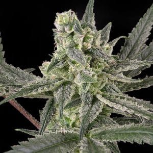 OLD SCHOOL RIPPER SEEDS
