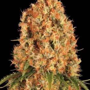 ORANGE SHERBERT STRAIN