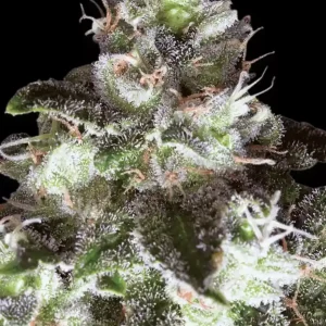 Original White Widow