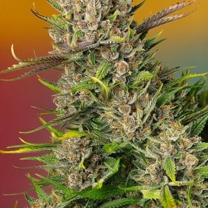 Papaya Zoap Auto