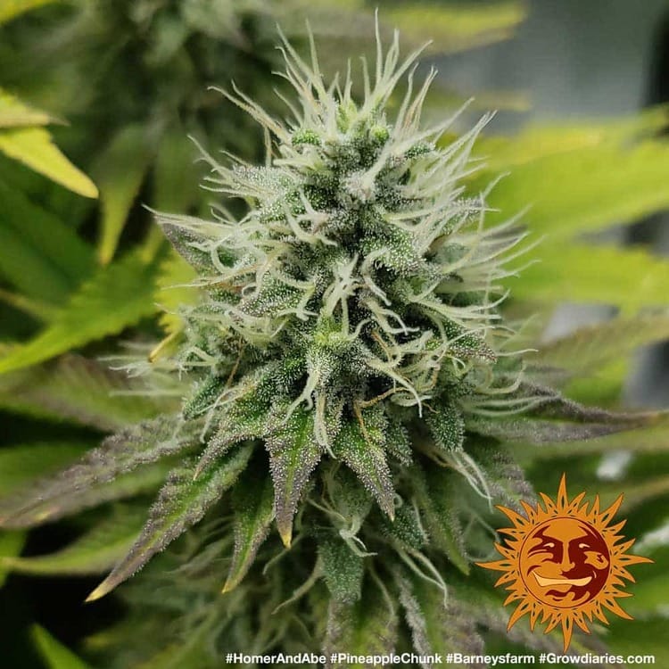 PINEAPPLE CHUNK STRAIN - Imagen 3