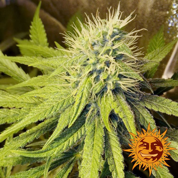 PINEAPPLE CHUNK STRAIN - Imagen 2