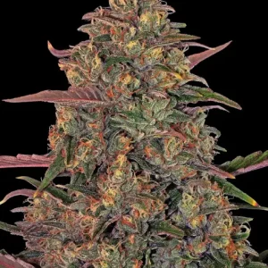 PINEAPPLE CHUNK STRAIN