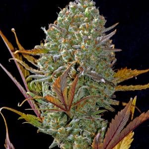 Pineapple Express Auto 420 FAST BUDS