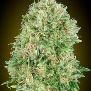 Pineapple Glue