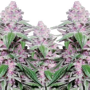 Purple Cookie Kush