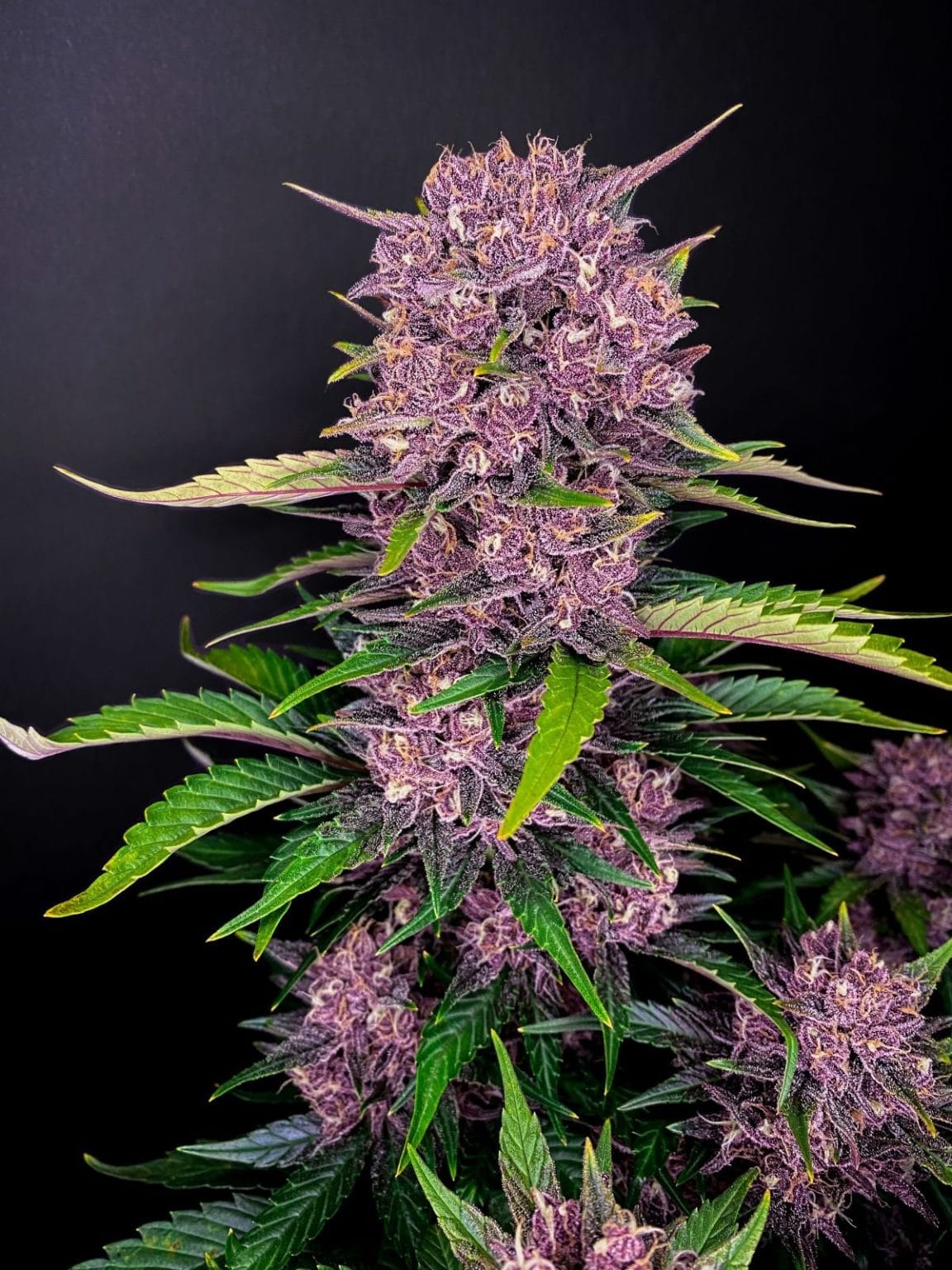 Purple Lemonade La mejor variedad púrpura que jamás hayamos creado. 420 FAST BUDS - Imagen 4