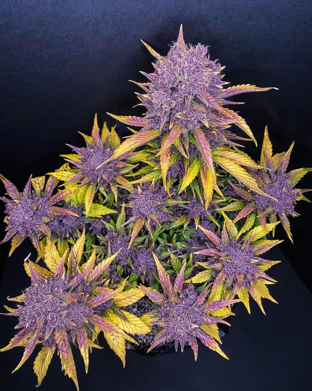 Purple Lemonade La mejor variedad púrpura que jamás hayamos creado. 420 FAST BUDS - Imagen 2