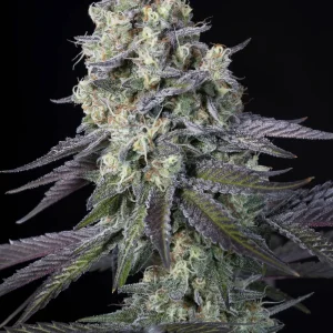 Purple Mints