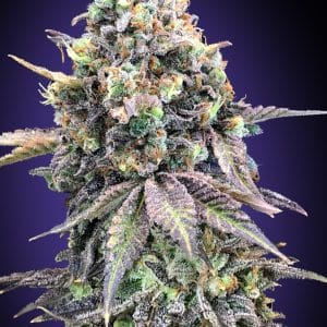 Purple Punch