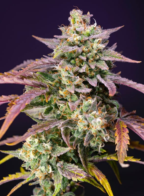 Purple Punch OG XL Auto SWEET SEEDS - Imagen 2