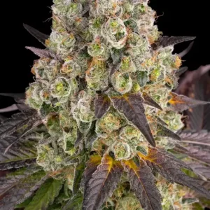 PURPLE PUNCH X LEMON DRIZZLE STRAIN