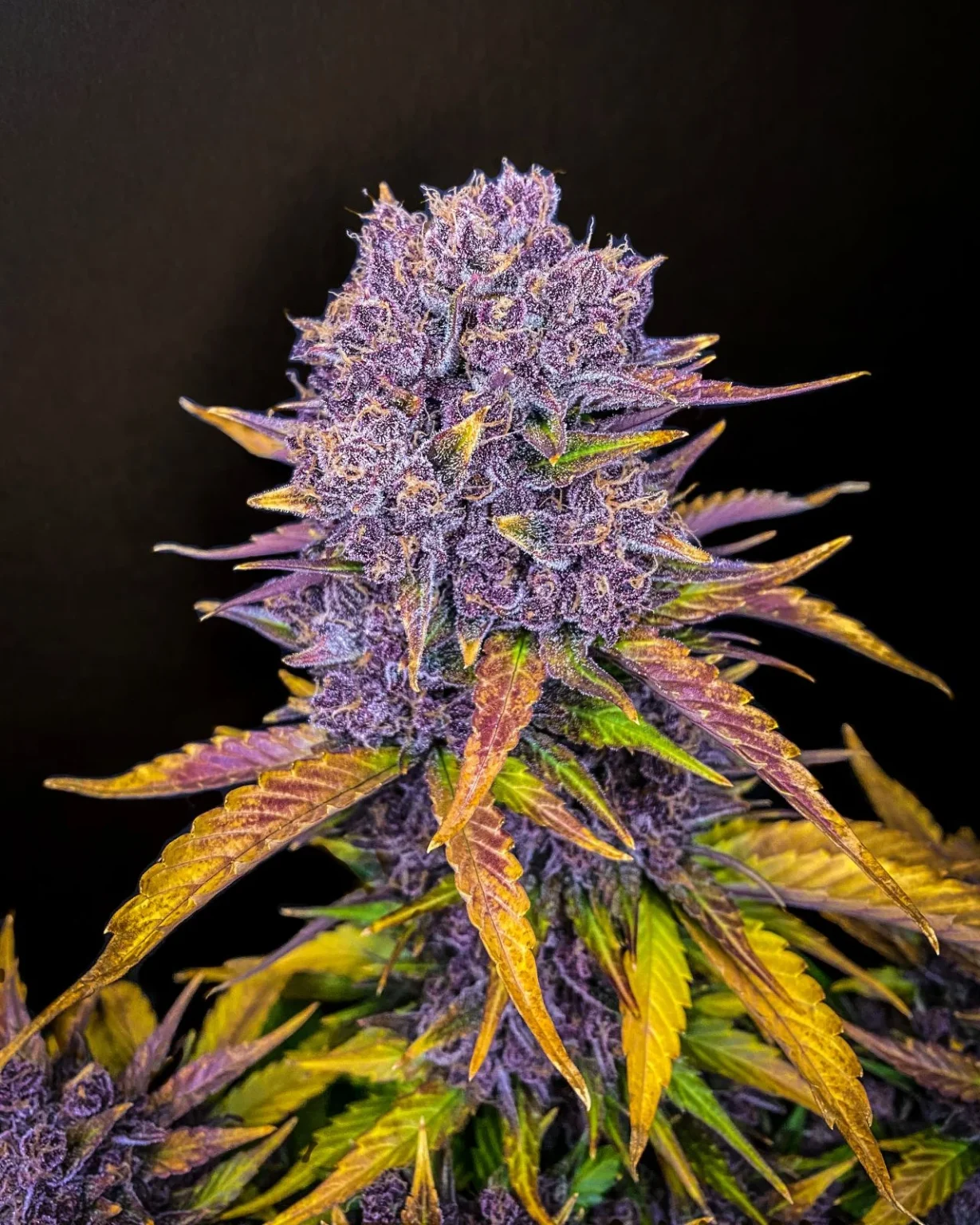 Purple Lemonade La mejor variedad púrpura que jamás hayamos creado. 420 FAST BUDS - Imagen 3