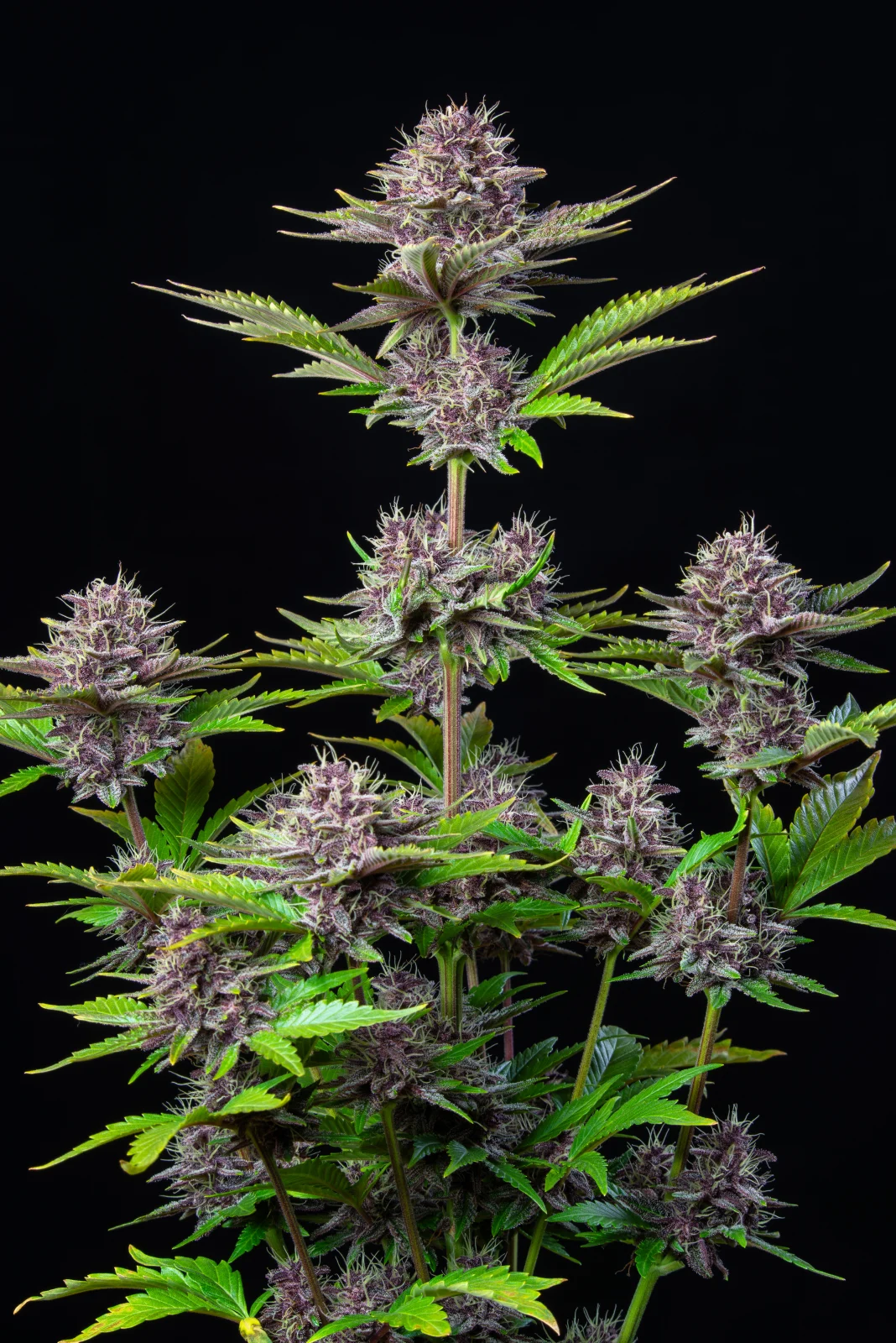 Purple Punch Auto ¡K.O! Un puñetazo potente que te dejará sediento de más. 420 FAST BUDS