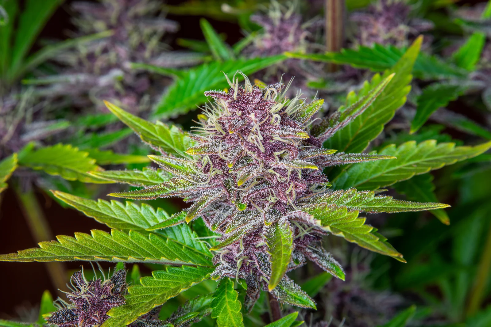 Purple Punch Auto ¡K.O! Un puñetazo potente que te dejará sediento de más. 420 FAST BUDS