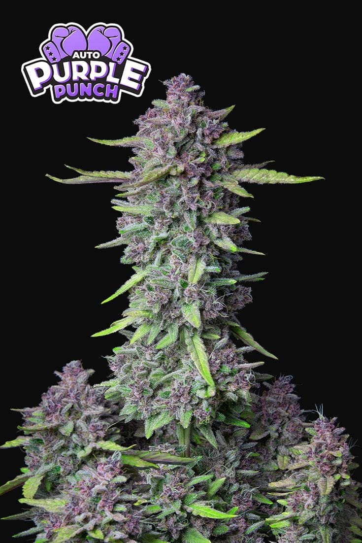 Purple Punch Auto ¡K.O! Un puñetazo potente que te dejará sediento de más. 420 FAST BUDS - Imagen 4